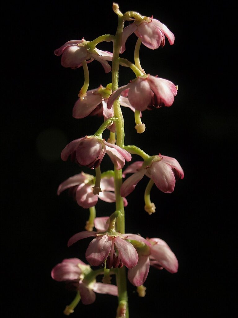 Pyrola asarifolia