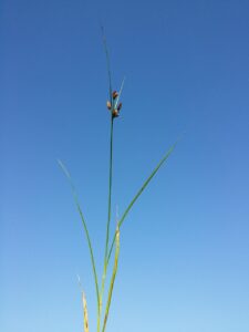 Bolboschoenus laticarpus