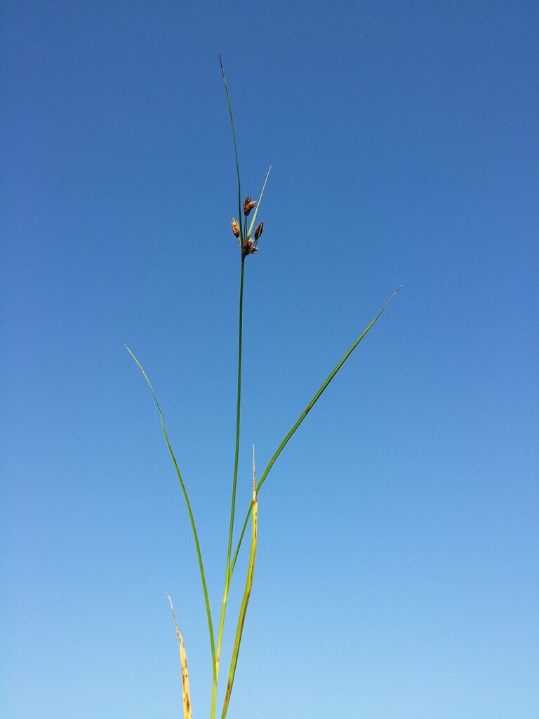 Bolboschoenus laticarpus