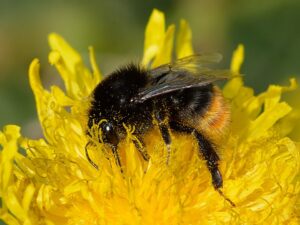Sonchus maritimus
