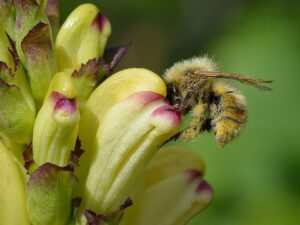 Pedicularis sceptrum-carolinum