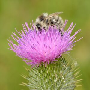 Cirsium vulgare