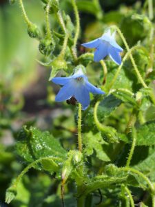 Borago pygmaea