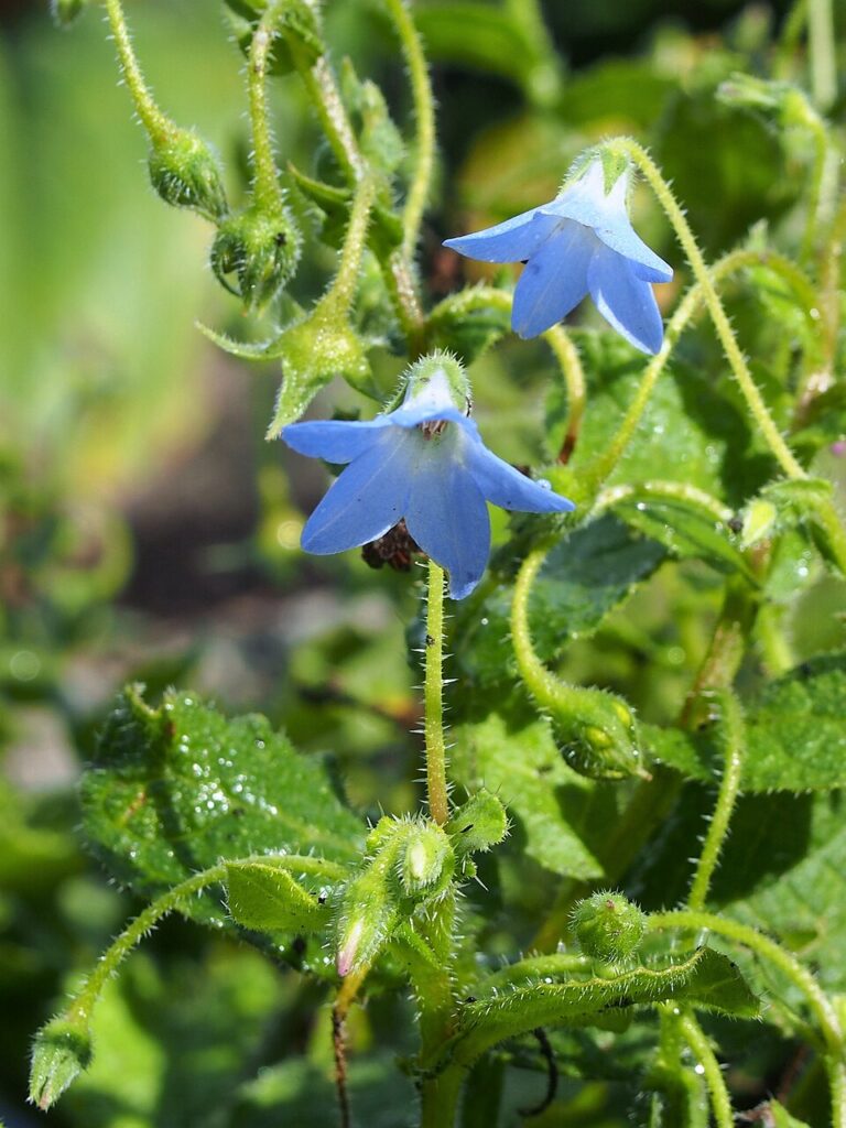 Borago pygmaea