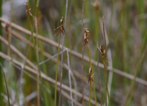 Carex microglochin