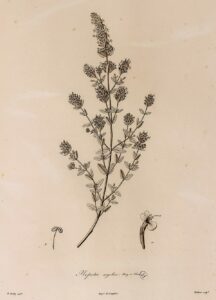 Nepeta argolica subsp. argolica