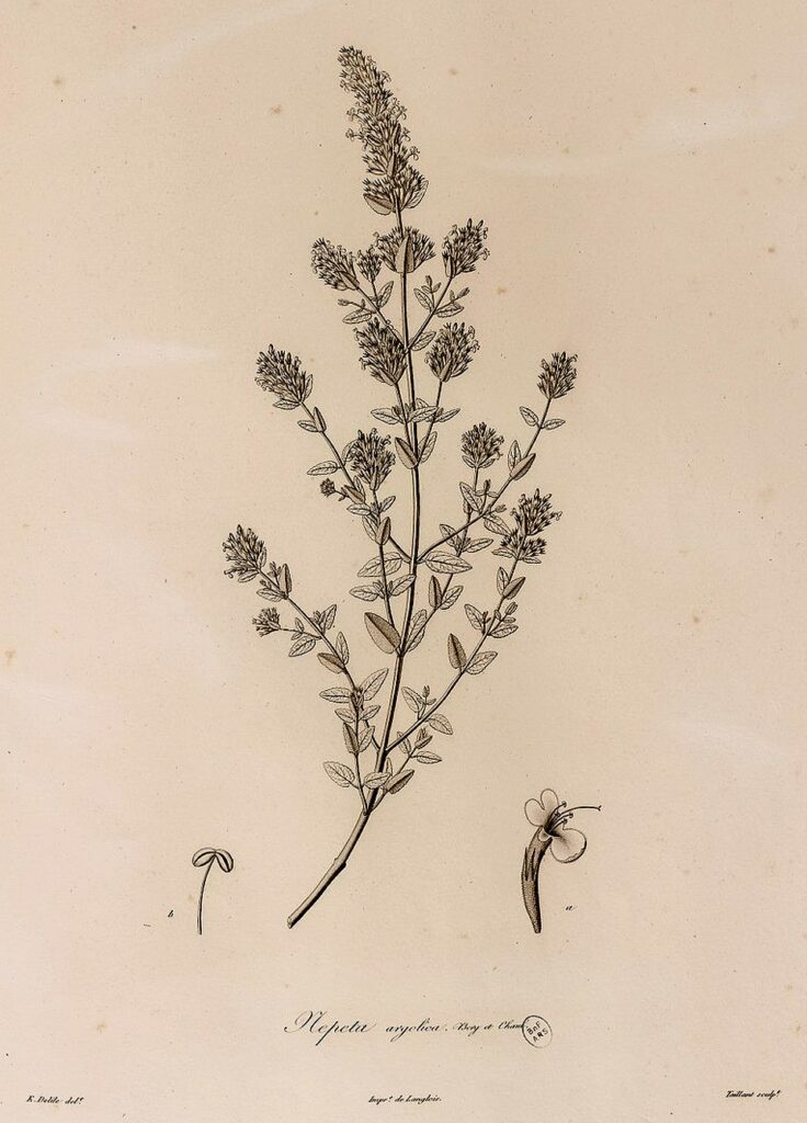 Nepeta argolica subsp. argolica