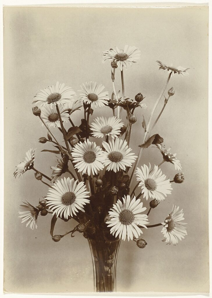 Doronicum × excelsum