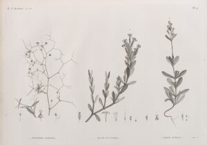 Silene succulenta