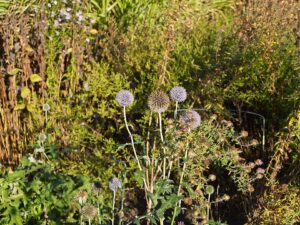 Echinops sphaerocephalus