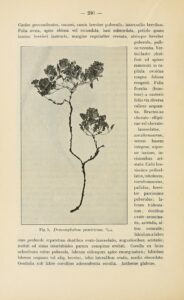 Dracocephalum heterophyllum