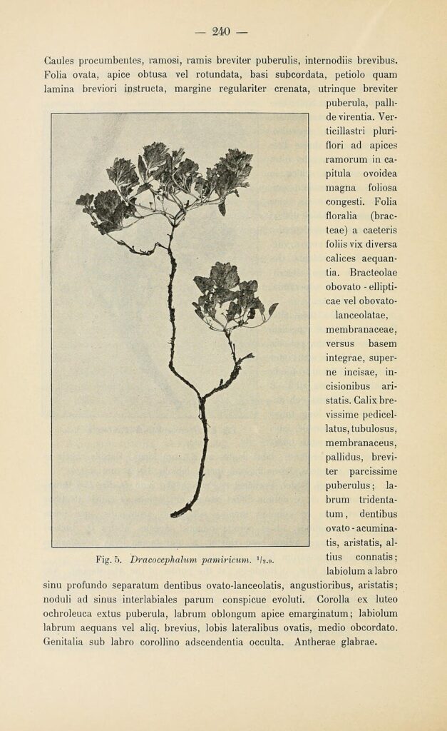 Dracocephalum heterophyllum