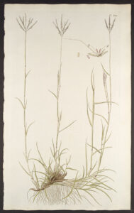 Bothriochloa ischaemum