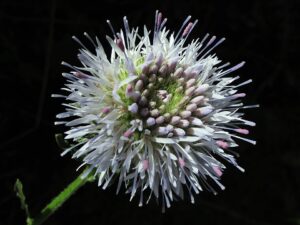 Jasione crispa subsp. crispa