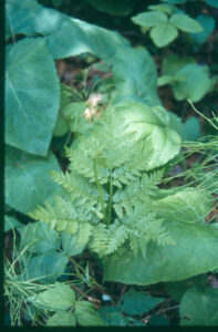 Botrychium virginianum
