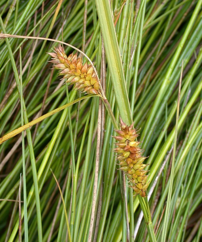 Carex rostrata