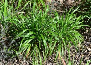 Brachypodium gaditanum
