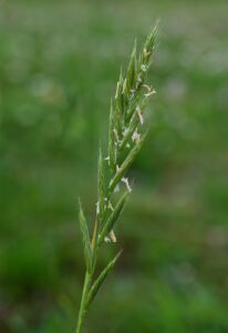 Brachypodium pinnatum