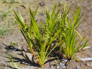 Sparganium erectum
