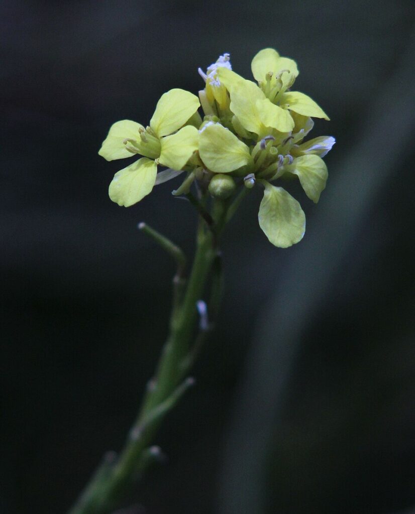 Brassica incana