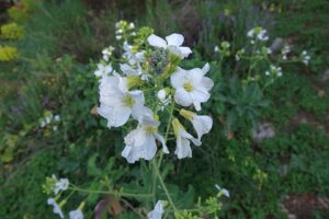 Brassica insularis