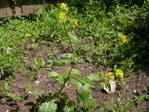 Brassica montana