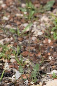Brassica tournefortii