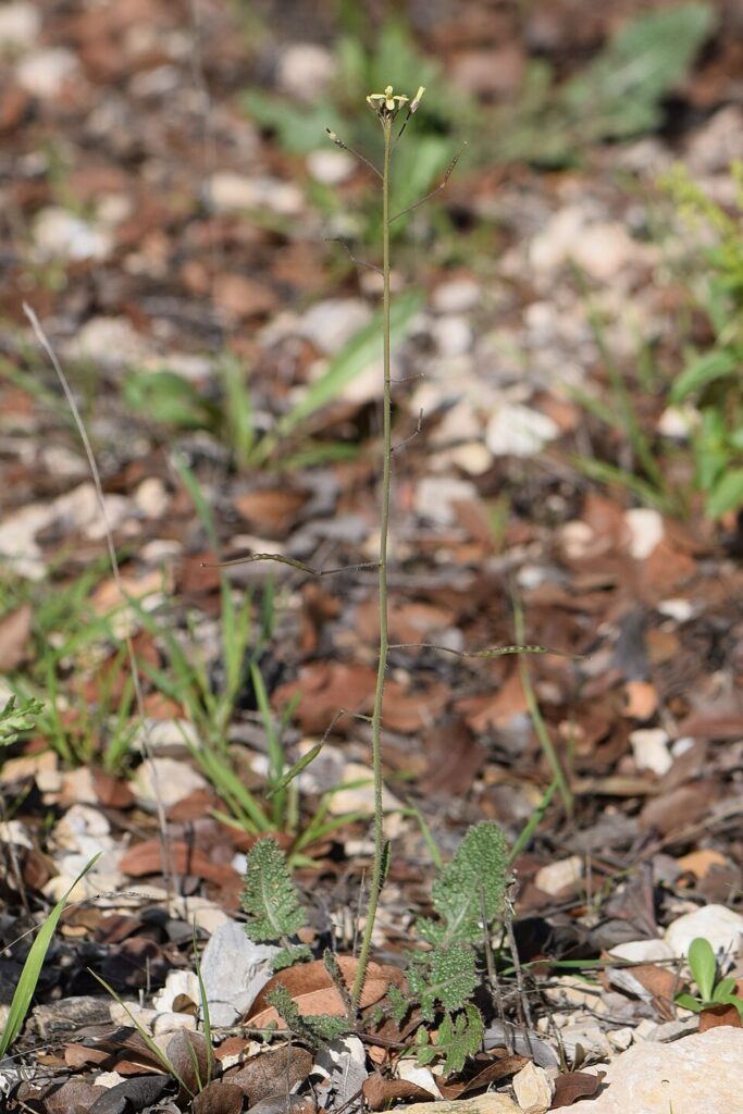 Brassica tournefortii