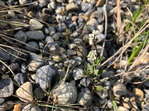 Braya purpurascens