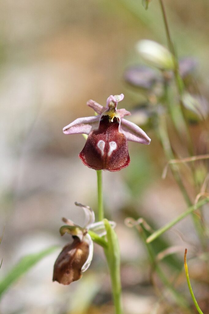 Ophrys argolica
