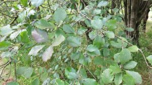 Sorbus bristoliensis