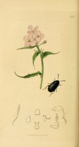 Hesperis inodora