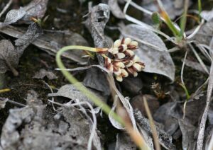 Carex bicolor