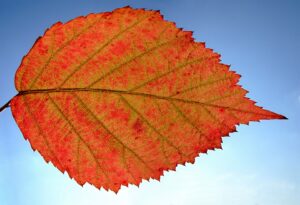 Rubus caesius