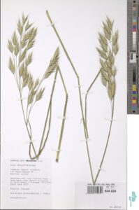 Bromus bromoideus
