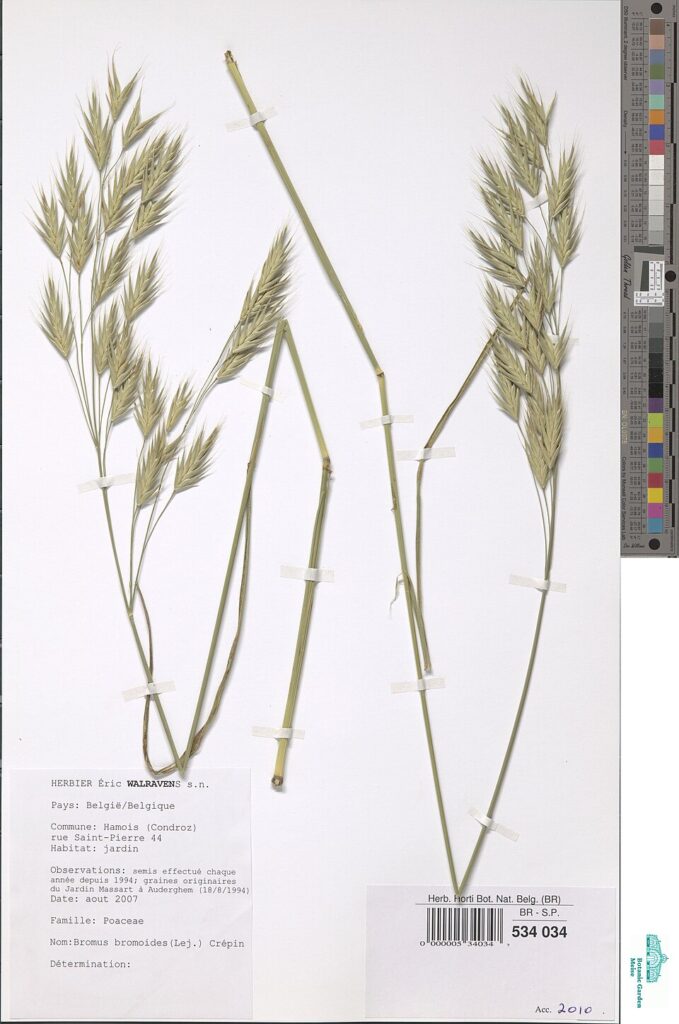 Bromus bromoideus