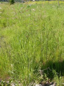 Ceratochloa carinata
