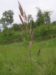 Bromopsis erecta