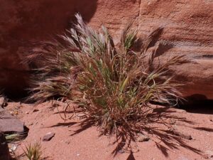 Anisantha fasciculata