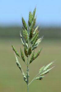 Bromus hordeaceus