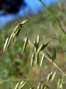 Bromus japonicus