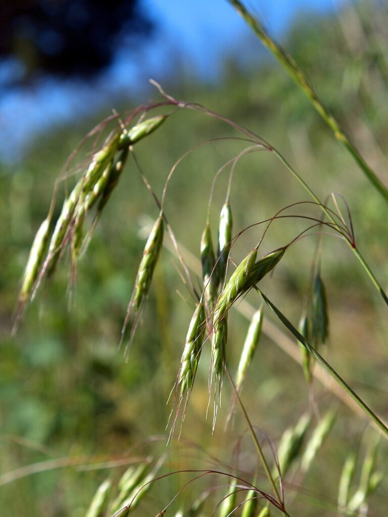 Bromus japonicus