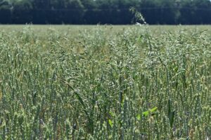 Bromus secalinus