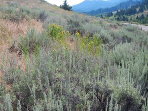 Hypericum perforatum subsp. perforatum