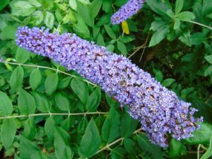 Buddleja davidii