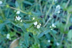 Buglossoides tenuiflora