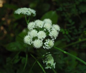 Bunium bulbocastanum