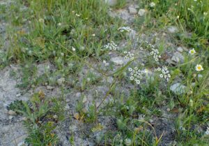 Bunium ferulaceum