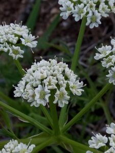 Bunium pachypodum