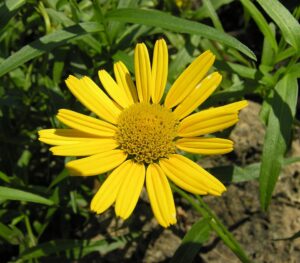 Buphthalmum salicifolium subsp. salicifolium